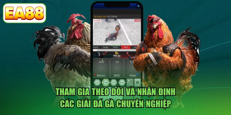 Tham gia theo dõi và nhận định các giải đá gà chuyên nghiệp